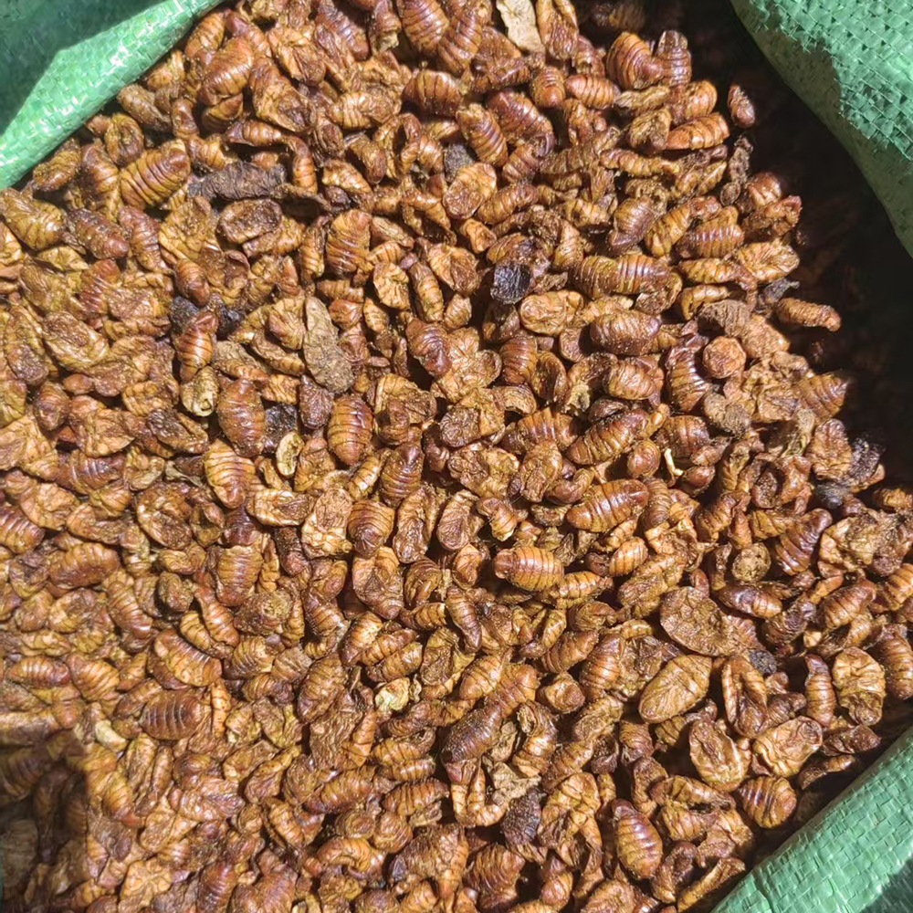 Dried Silkworm Pupae