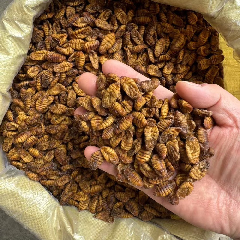 Frozen Silkworm Chrysalis